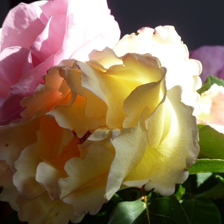 camera tømt 26-8-2012 453